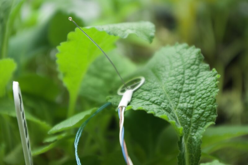 Thin wired sensor positioned directly over a plant leaf