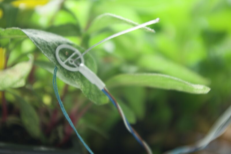 Thin wired leaf sensor positioned over a plant leaf