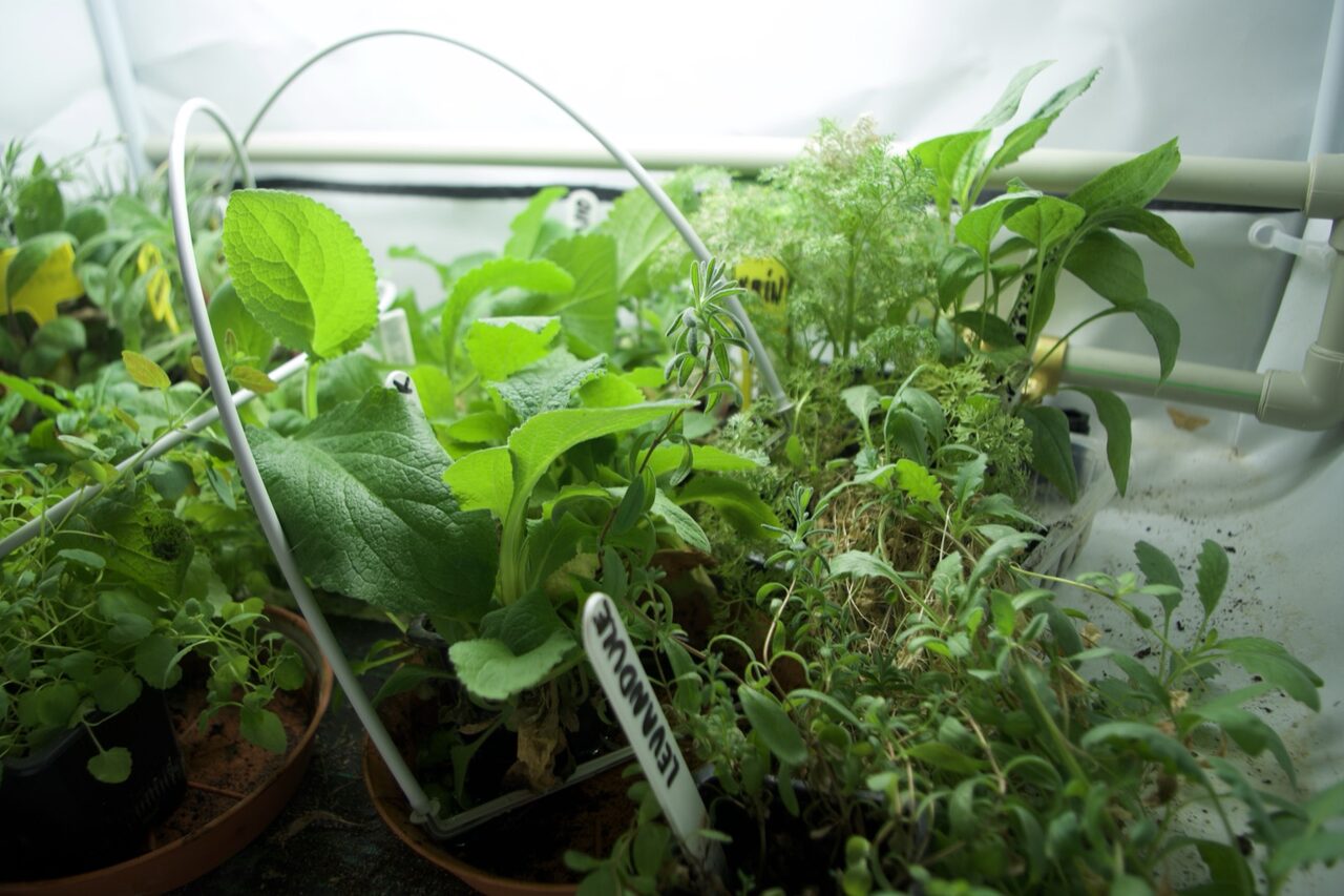 Planted grow bed under bright light with support hoops and irrigation lines
