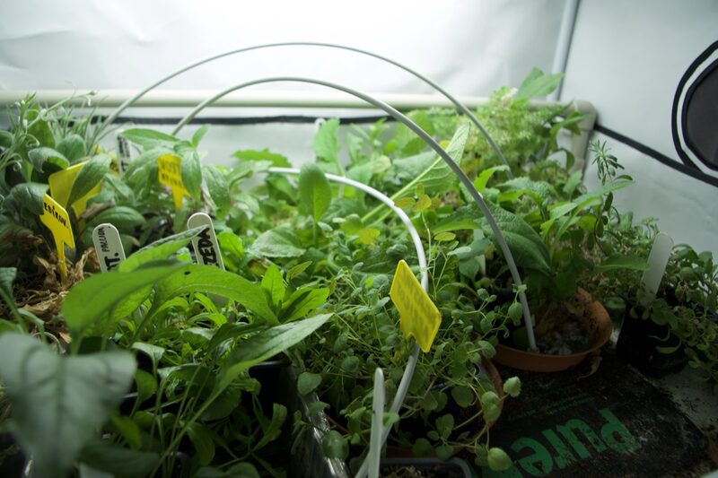 Dense crop canopy in a grow room with a circulation fan at the edge